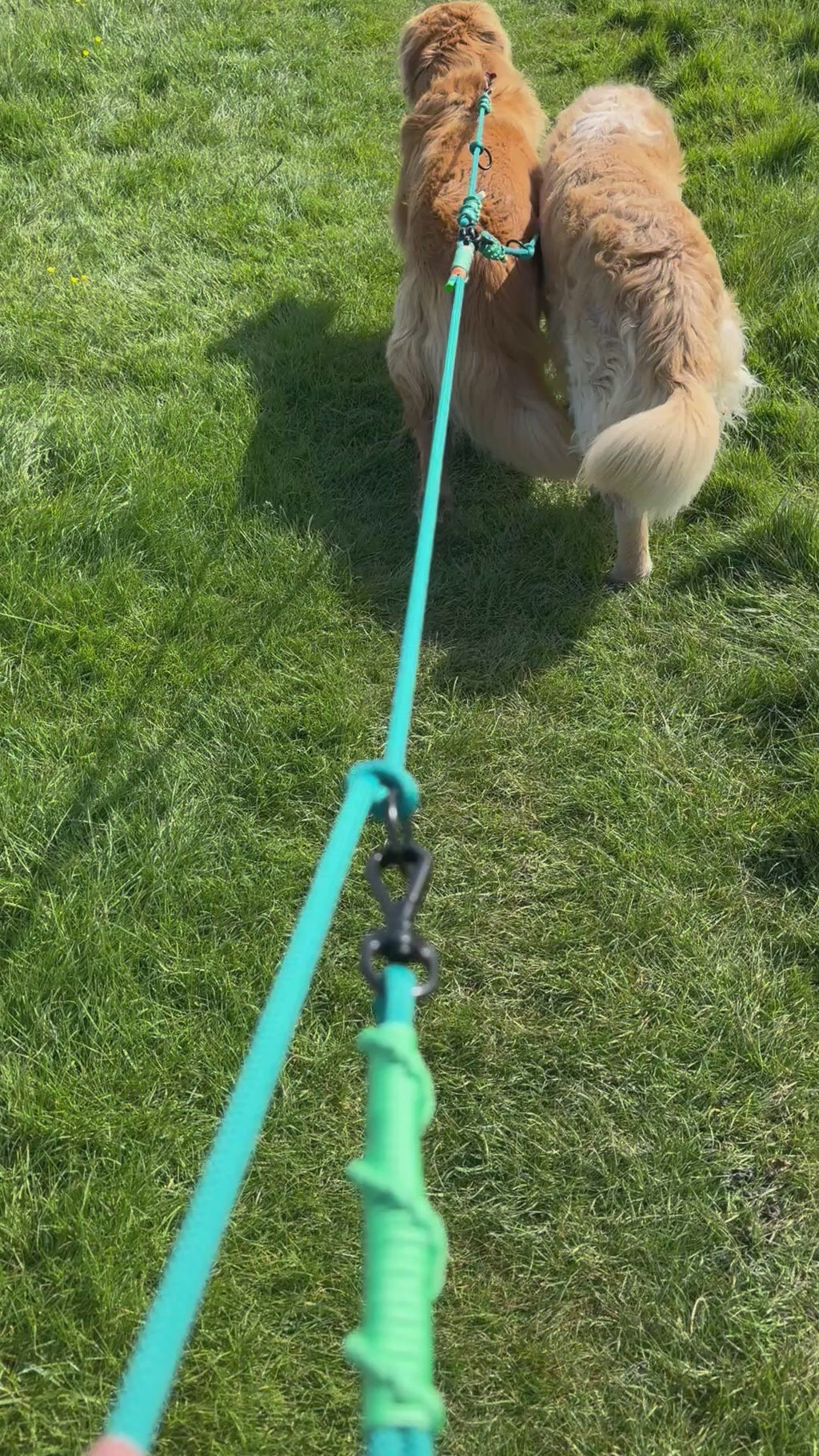 Ready42Dogs | 4in1Multifunctional Leash | Energy