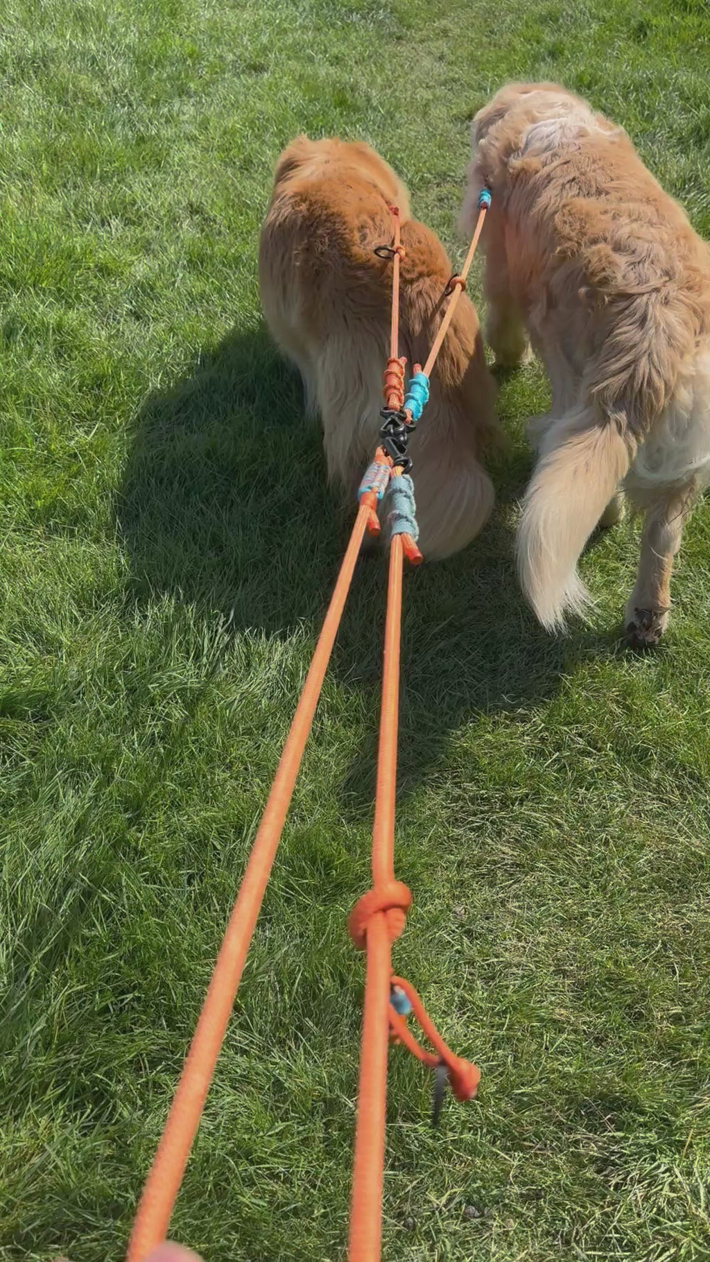 Ready42Dogs | 4in1Multifunctional Leash | Hexagon