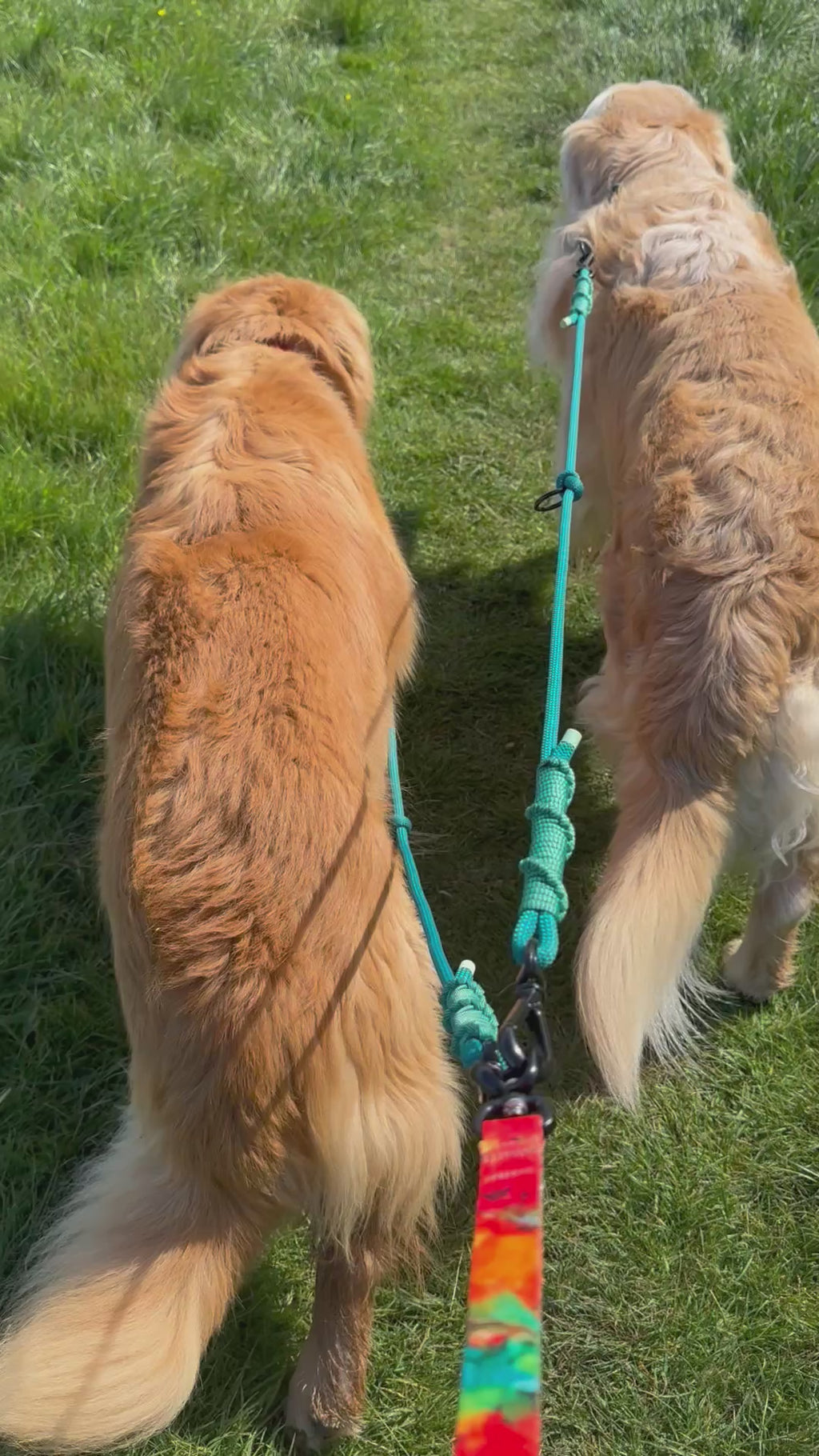 Ready42Dogs | 4in1Multifunctional Leash | Energy