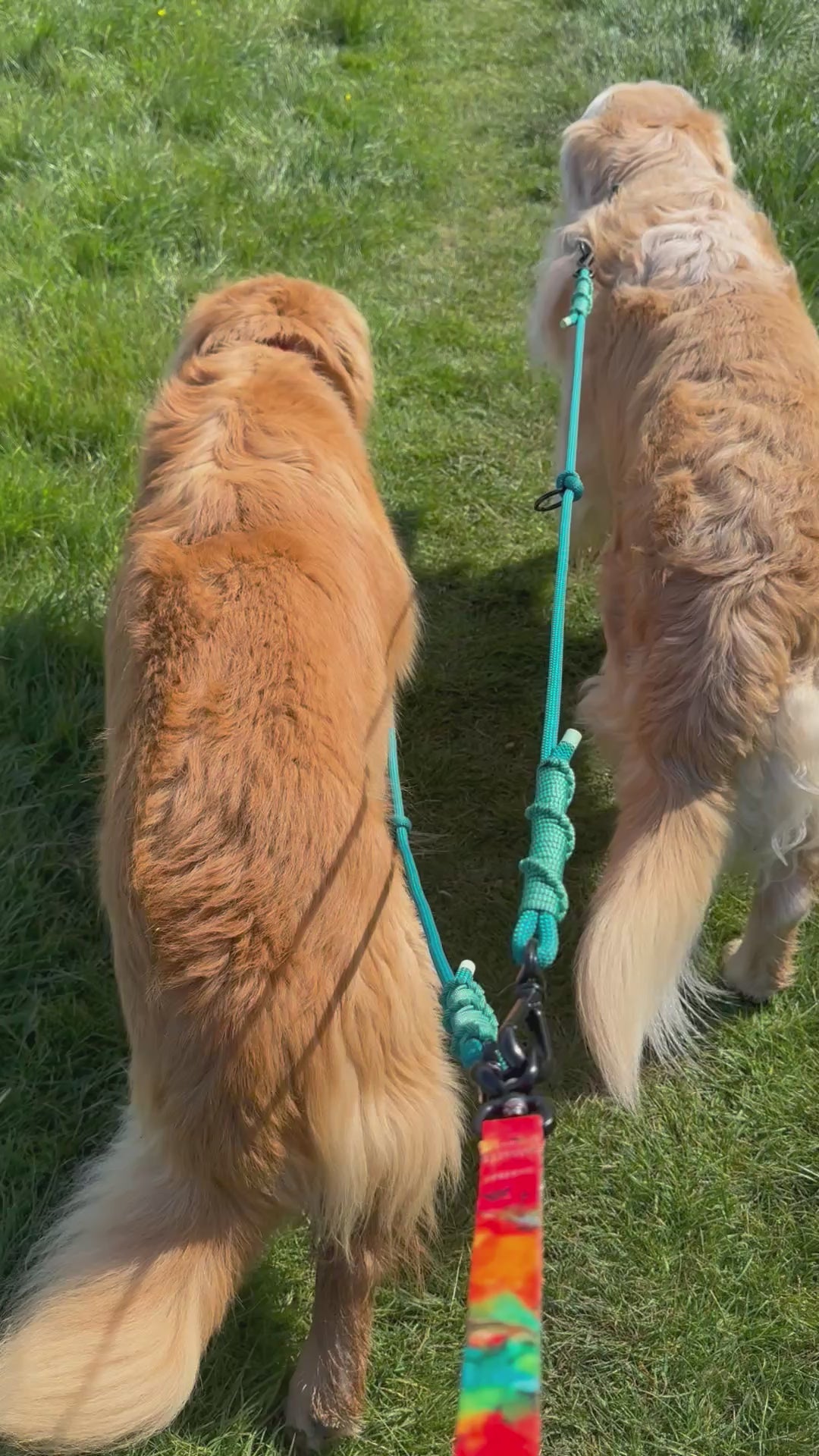Ready42Dogs | 4in1Multifunctional Leash | Energy
