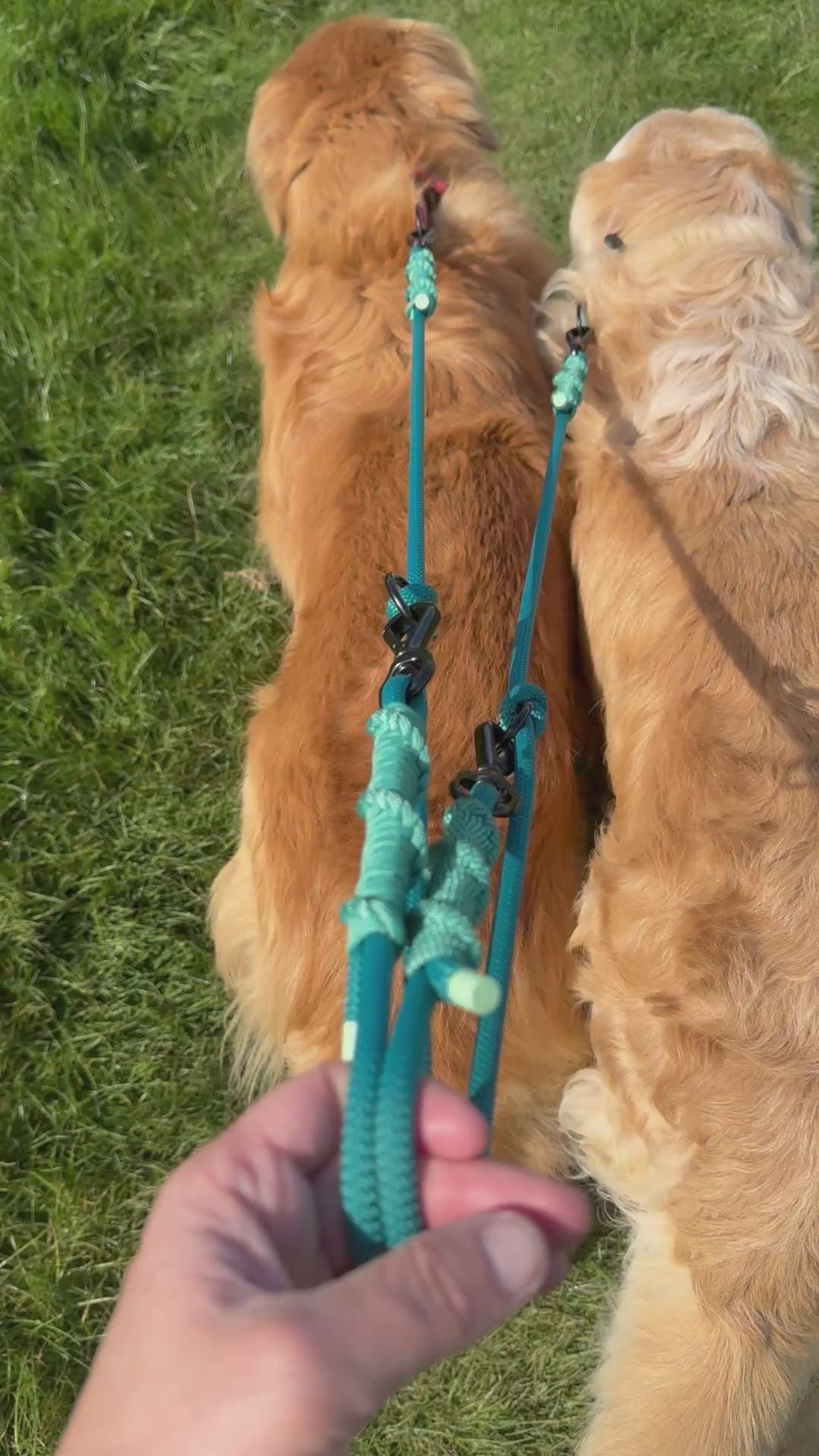 Ready42Dogs | 4in1Multifunctional Leash | Energy