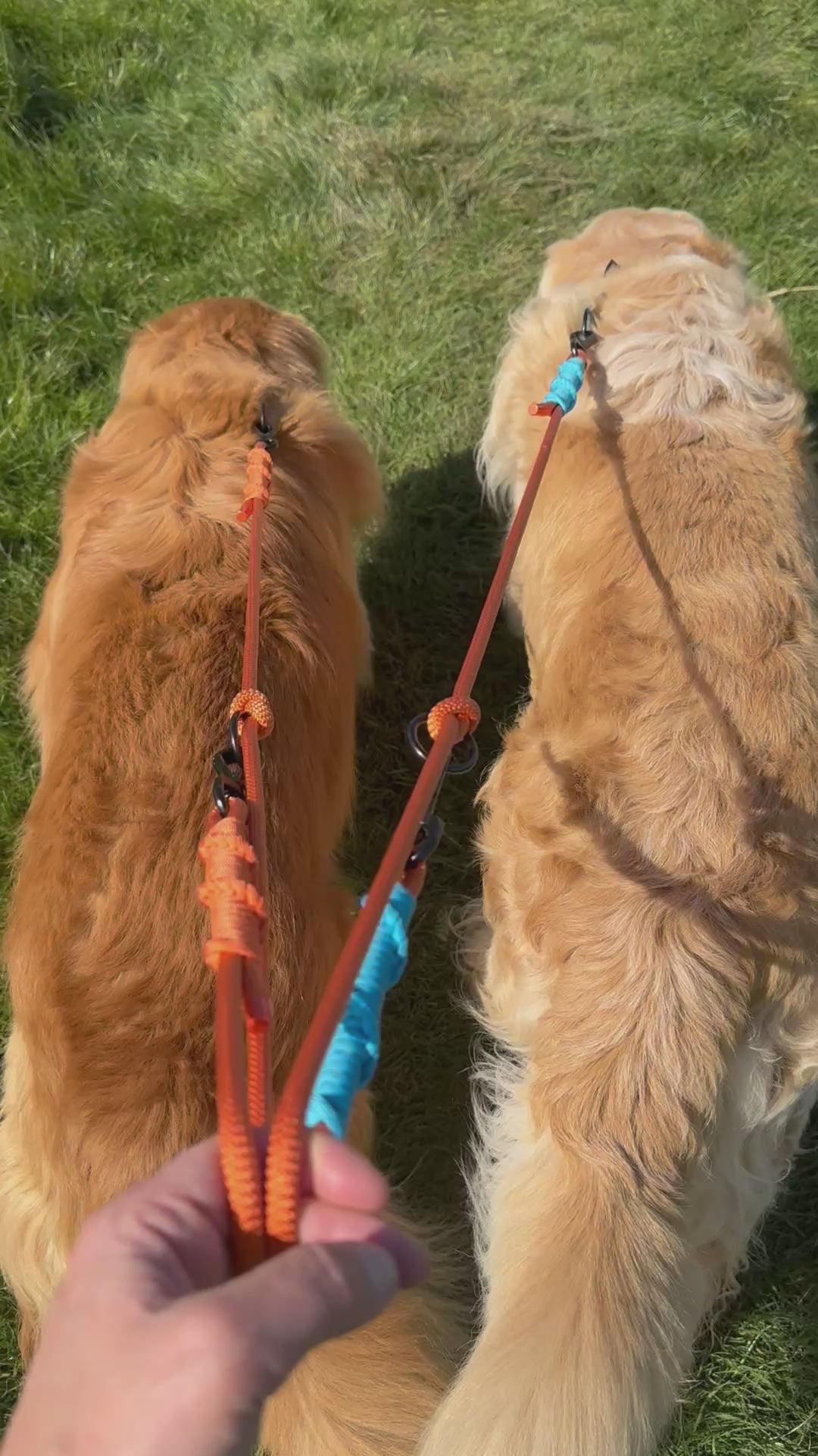 Ready42Dogs | 4in1Multifunctional Leash | Hexagon