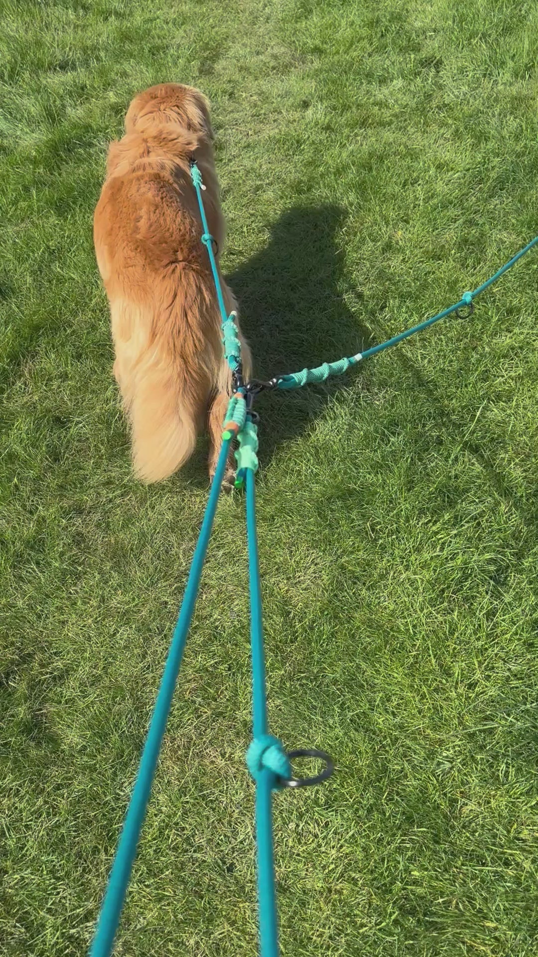 Ready42Dogs | 4in1Multifunctional Leash | Energy